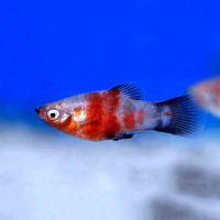 Comet Tiger Platy 4cm