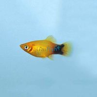 Mickey Mouse Neon Sunset Platy 3.5cm