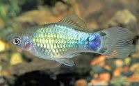 Mickey Mouse Neon Blue Platy 4cm