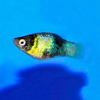 Bumble Bee Platy 4cm