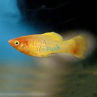 Assorted Variatus Platy 4cm
