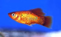 Neon Orange Platy 4cm