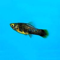 Black Platy 4cm