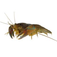 Blue Claw Yabby 5cm
