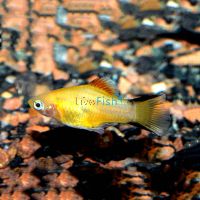 Yellow Comet Platy 4cm