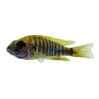 Yellow Benga Peacock 7cm