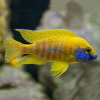 Yellow Benga Peacock (German Strain) 5cm