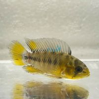 Yellow Borelli Apistogramma 4cm