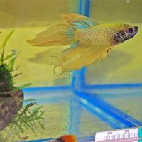 Yellow Male Fighter 6cm 