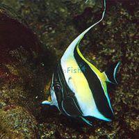 Moorish Idol - Medium