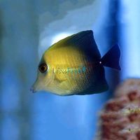 Tang Scopas - Medium 