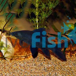 Sharks - Black Shark (Labeo Chrysophekadion ) 5-7cm - Aquarium Central