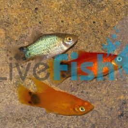 Mickey Mouse Platy for sale –