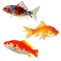 15x Assorted Comets 7-9cm