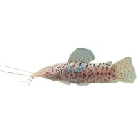 Albino Hoplo Catfish 10cm