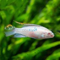 Kribensis Albino 3.5cm