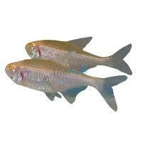 Albino Black Neon Tetra 2.5cm