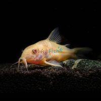 Albino Corydoras 3.5cm