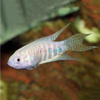 Albino Paradise Fish 5cm