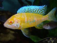 Albino Peacock 9cm 