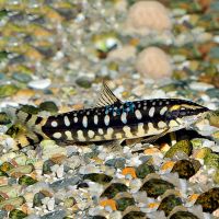 Dwarf Loach 3.5cm