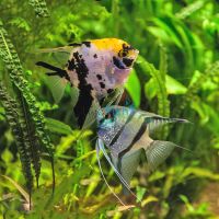 Assorted Angelfish 4.5cm 