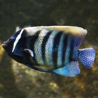 Six Banded Angelfish - Medium