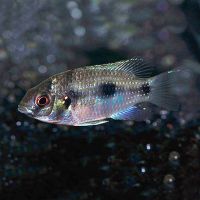 African Butterfly Cichlid 3cm