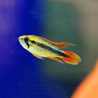 Double Red Agassizii 3.5cm