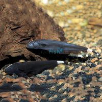 Black Ghost Knife Fish 6cm