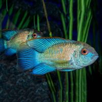 Neon Blue Acara 5cm