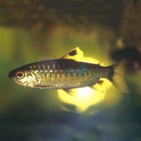Red-Eye Characin 6cm