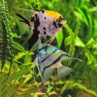 Assorted Angelfish 6cm
