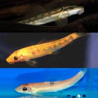 Assorted Sucking Catfish 5cm