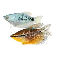 Assorted Gourami 5cm