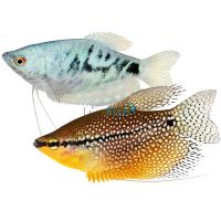 Assorted Gourami (Blue, Gold, Opal, Plat, Silver & Lace) 9cm