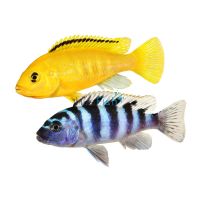 Assorted Malawi Cichlid 4.5-5cm