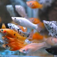 Assorted Molly 4cm