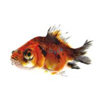 Assorted Telescope Goldfish 7cm 