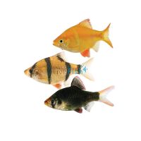 Assorted Tiger Barb 2cm