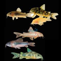 Assorted Coldwater Corydoras 3.5cm