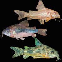 Assorted Corydoras 3.5cm
