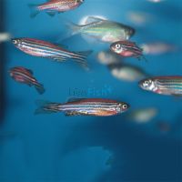 Assorted Danio 3.5cm