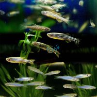 100x Assorted Danio 3-4cm