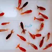 Assorted Fantail 4cm (LOCAL)
