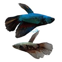 Assorted Male Betta Samurai 4cm