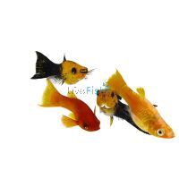 75x Assorted Freshwater Molly 3-4cm