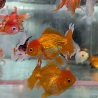 Assorted Oranda 5cm