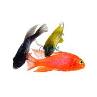 Assorted Peacock 5cm