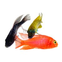 Assorted Peacock 7cm